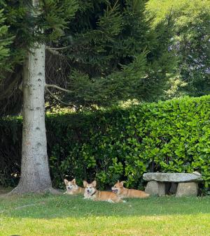 Cuccioli di Corgi in allevamento a Novara